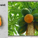 What are the Benefits of Papaya: गर्मियों में खाने से होते है फायदे