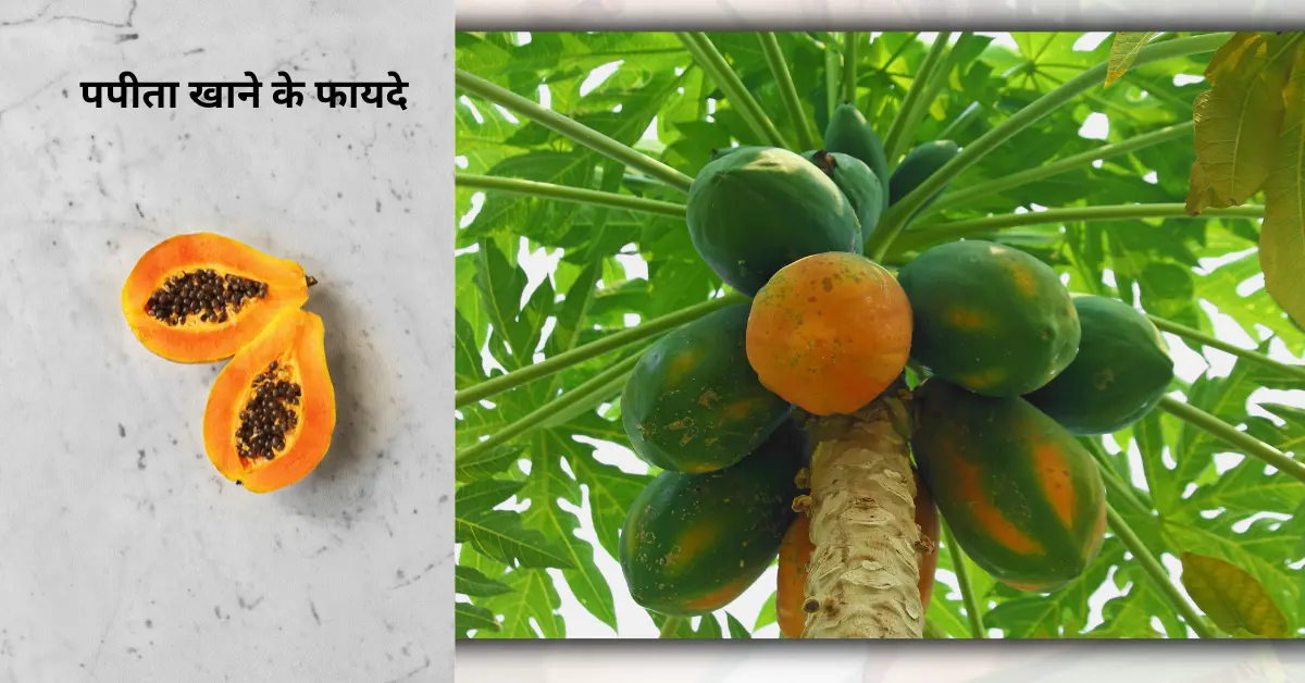 What are the Benefits of Papaya: गर्मियों में खाने से होते है फायदे